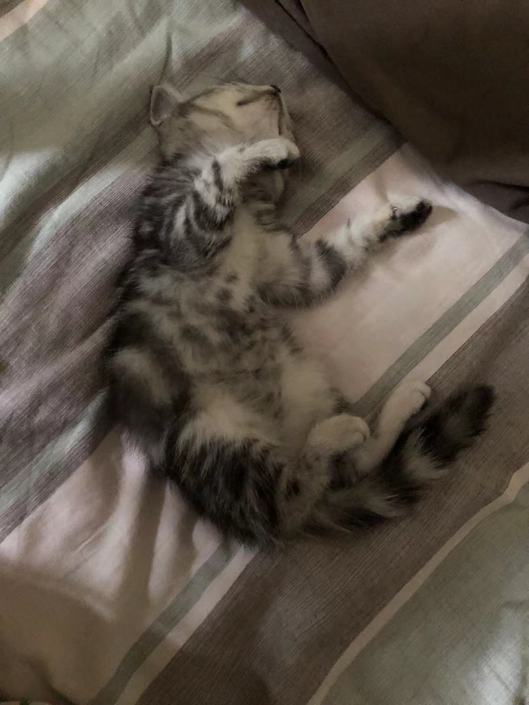 养了只美短猫